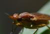 Ilione albiseta